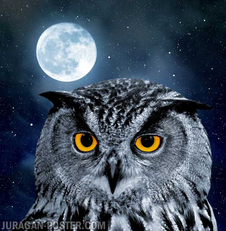 44++ Owl gambar burung hantu keren terbaru