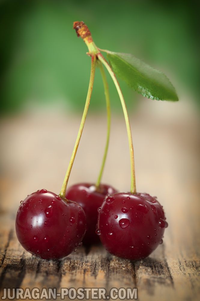 jual poster gambar buah Cherry