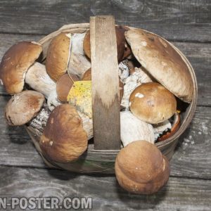 jual poster gambar Mushroom / Jamur