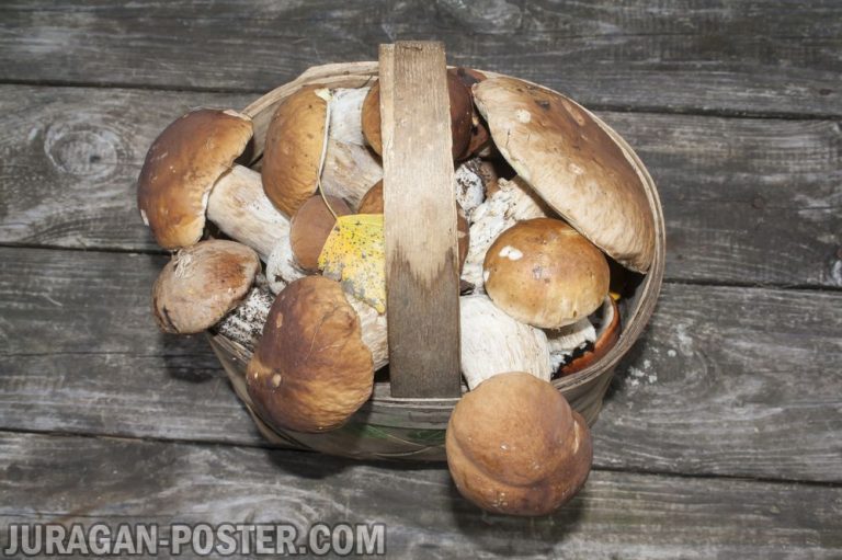 jual poster gambar Mushroom / Jamur