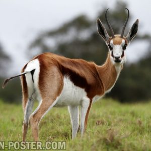 jual poster gambar binatan Antelope