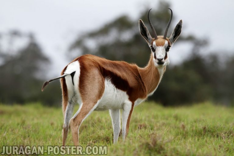 jual poster gambar binatan Antelope