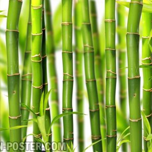 Jual poster gambar pemandangan alam bambu