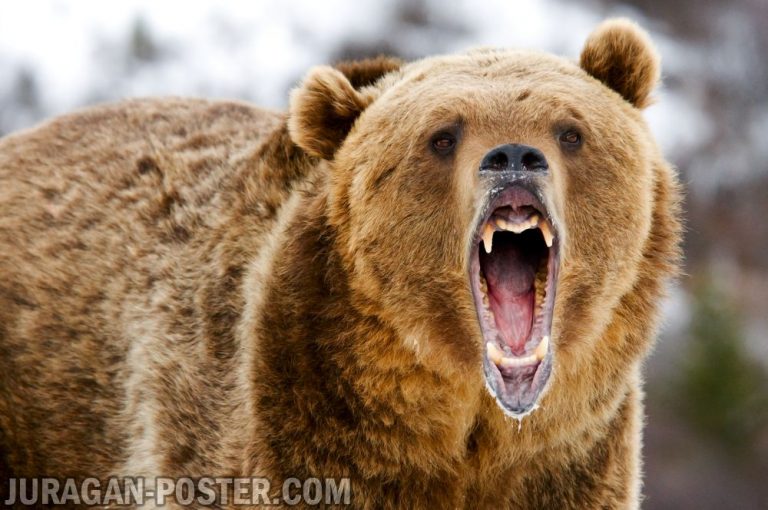 jual poster gambar binatang beruang