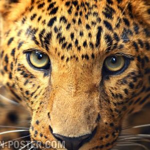 Jual poster gambar macan tutul Leopard