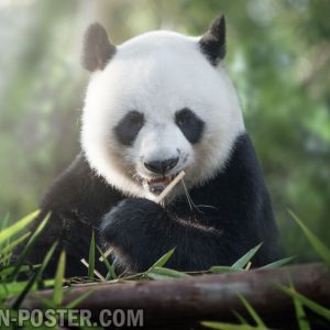 jual poster gambar beruang panda lucu