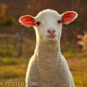 jual poster gambar domba kambing biri-biri