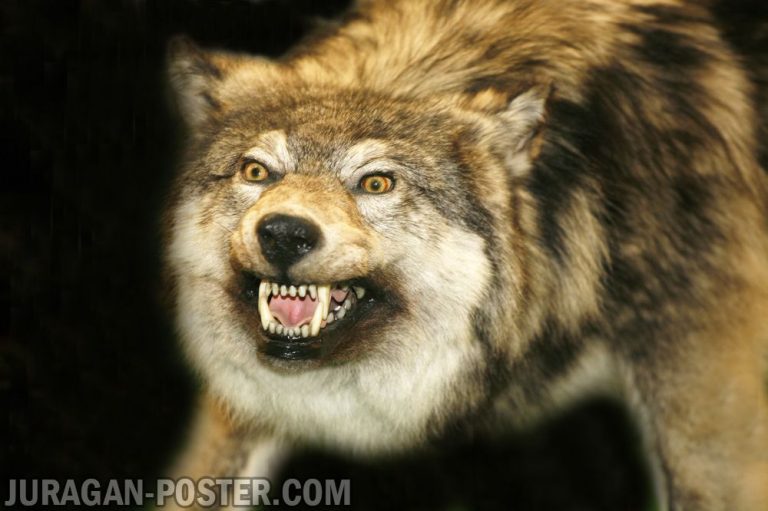 Jual poster gambar serigala