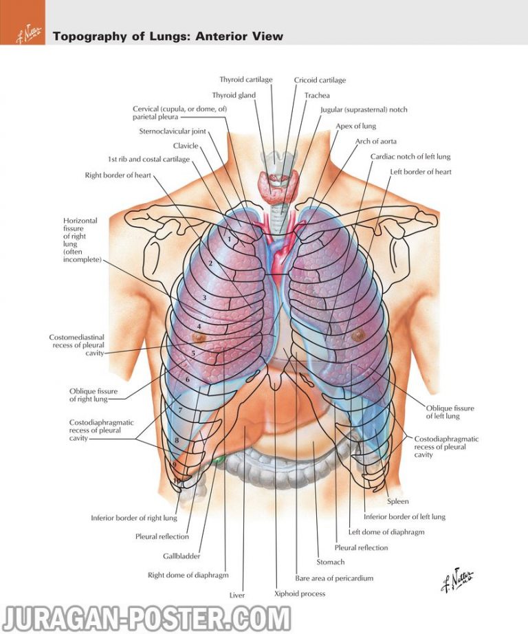 jual poster gambar anatomi tubuh manusia bagian Thorax