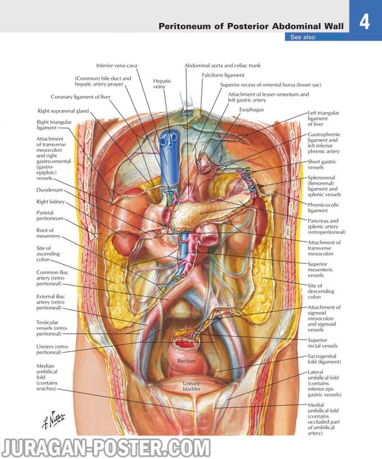 jual poster gambar anatomi tubuh manusia bagian Perut Abdomen