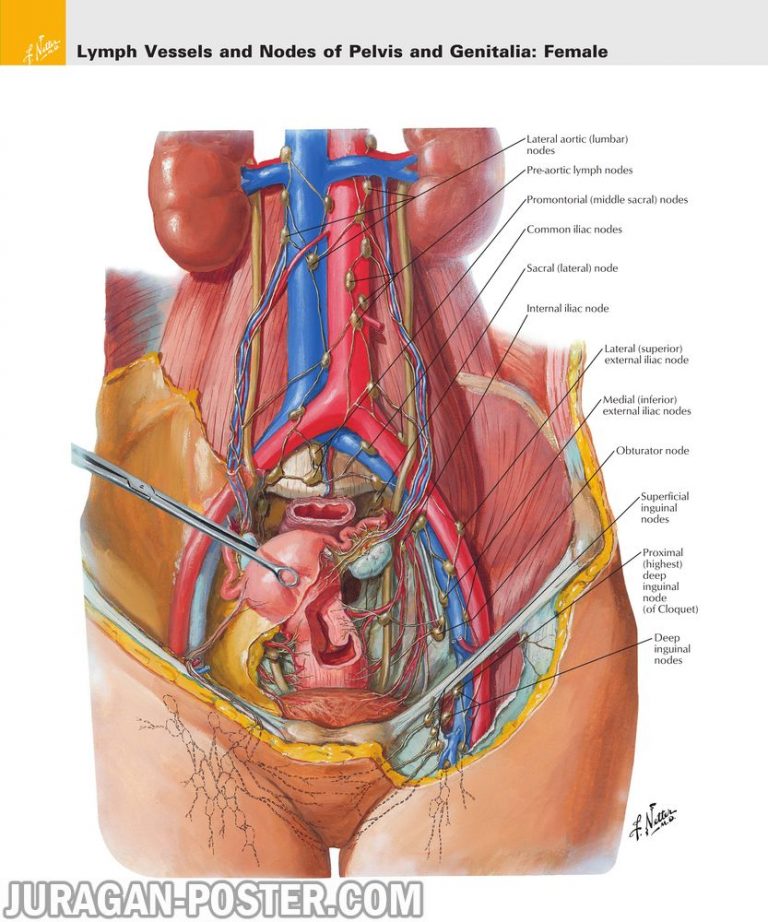 jual poster gambar anatomi tubuh manusia bagian Pelvis and Perineum