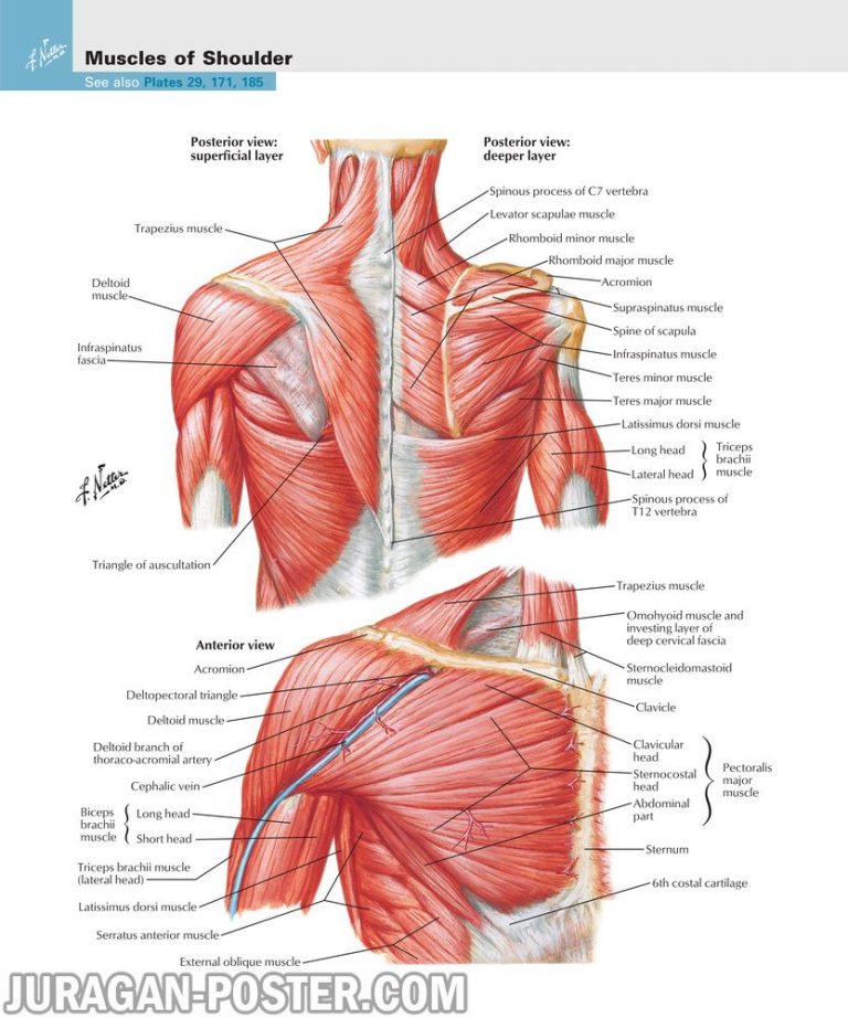 jual poster gambar anatomi tubuh manusia bagian tubuh atas upper limb