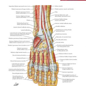 jual poster gambar anatomi tubuh manusia bagian tubuh bawah lower limb