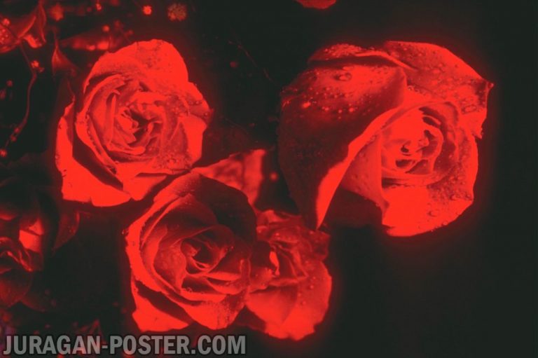 Jual poster gambar bunga Mawar Rose 01