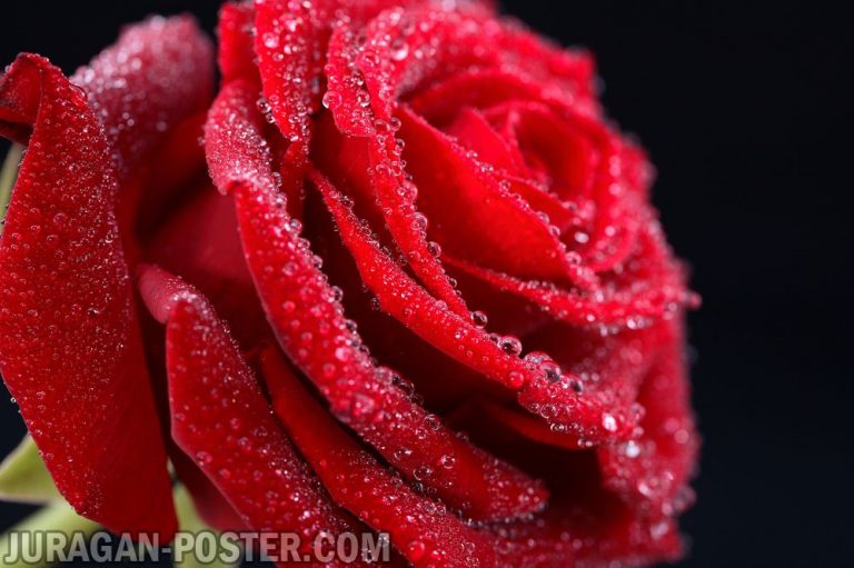Jual poster gambar bunga Mawar Rose 01
