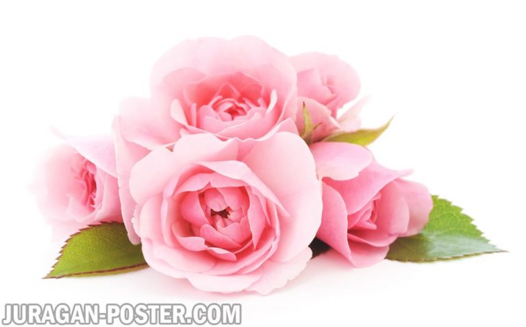 Jual poster gambar bunga Mawar Rose 03
