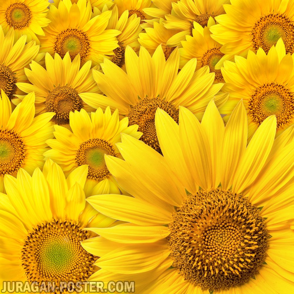 Jual poster gambar bunga matahari sunflower