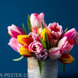 Jual poster gambar bunga Tulip 01