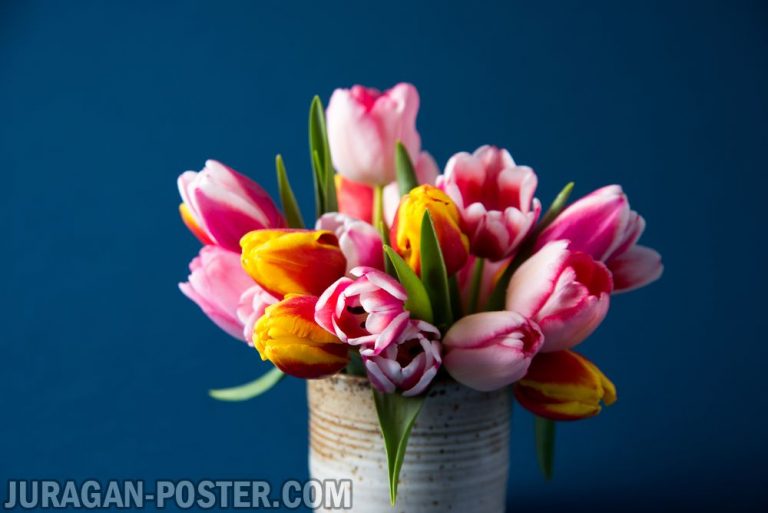 Jual poster gambar bunga Tulip 01