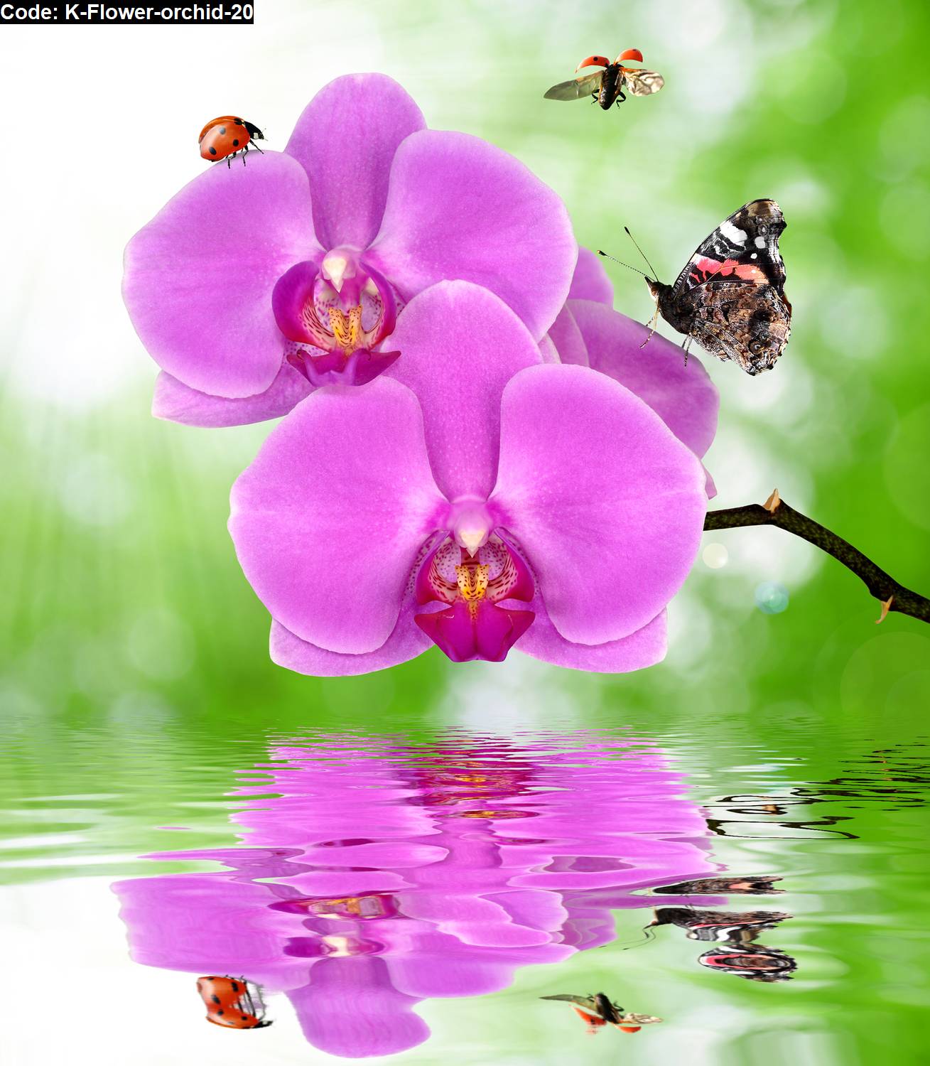 Flower orchid 20 Jual hiasan  dinding 
