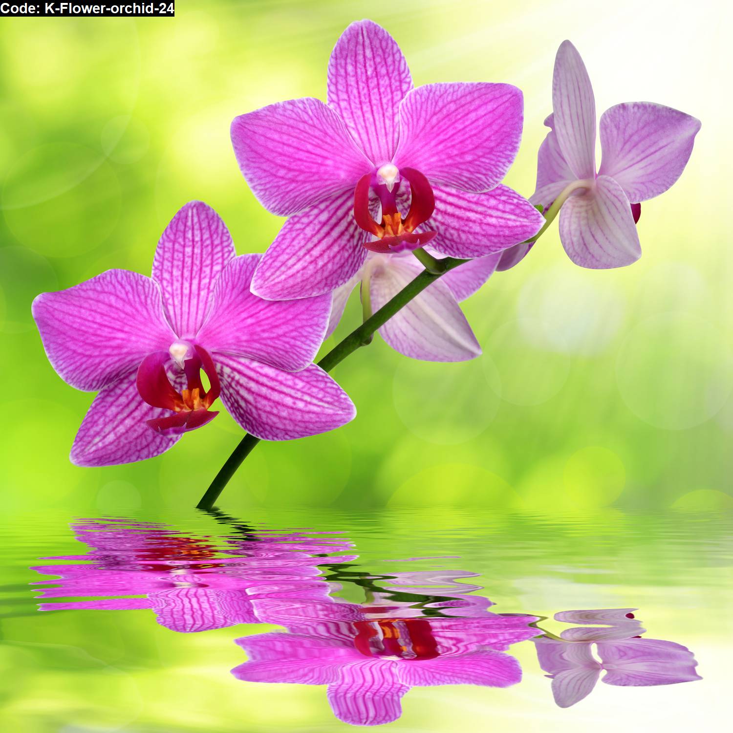 Flower orchid  24 Jual hiasan dinding