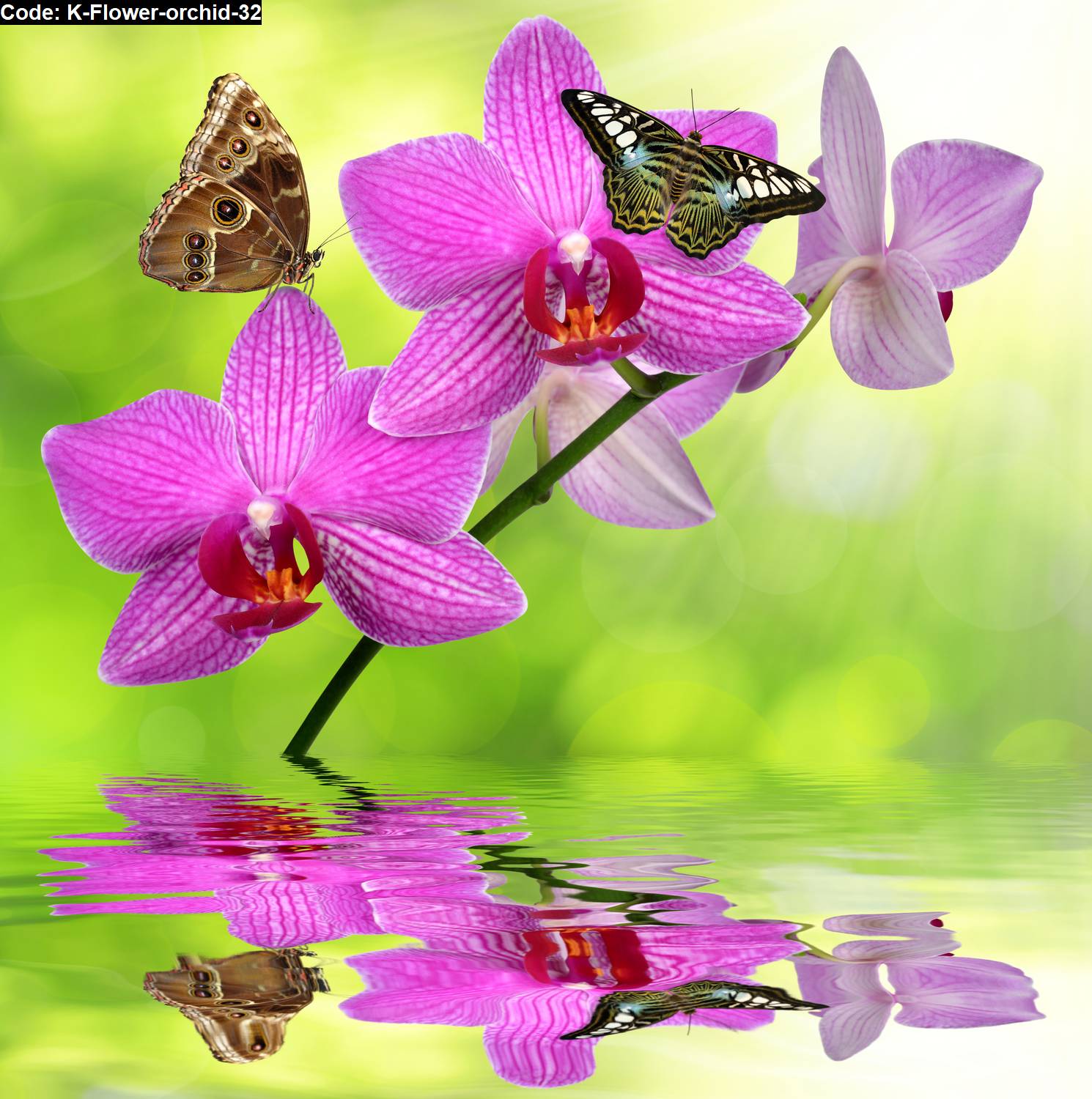  Flower  orchid 32 Jual hiasan  dinding