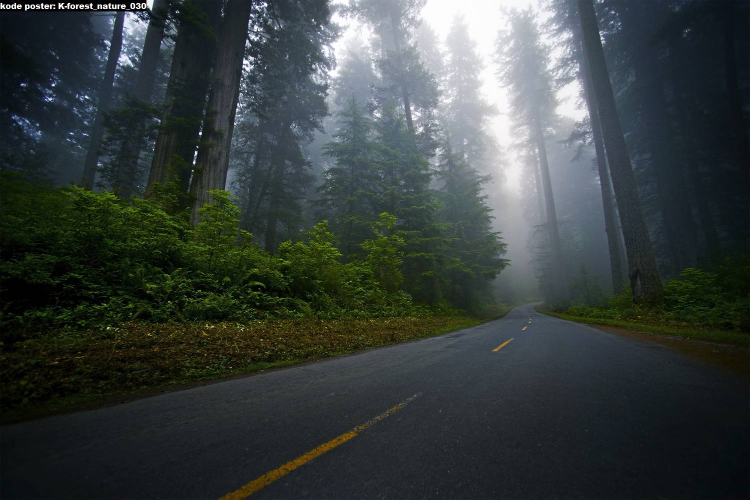 Пустая дорога в лесу15