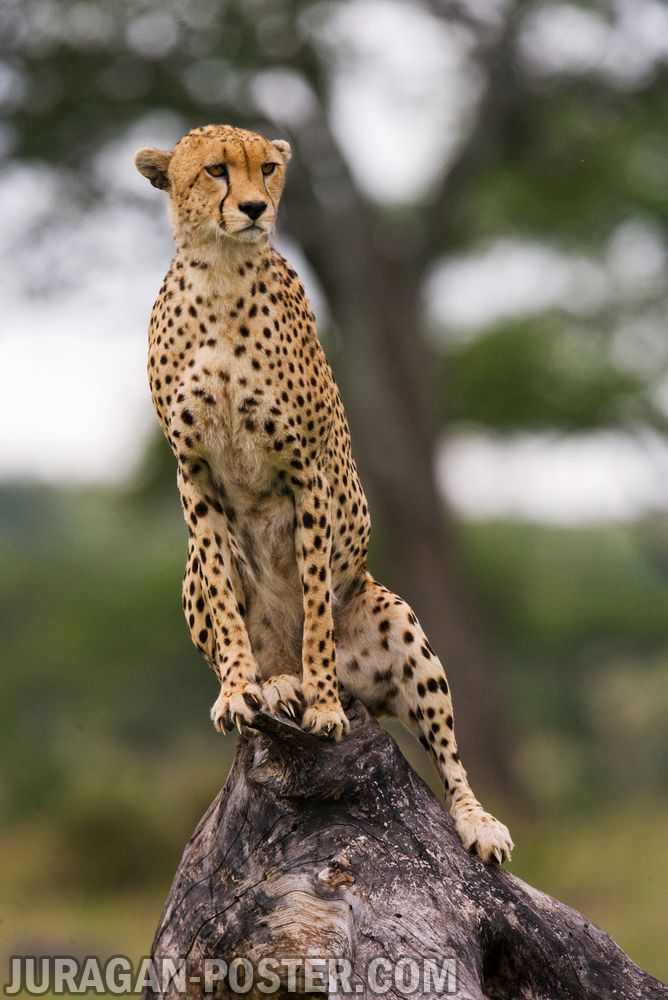 Cheetah – Jual Poster di Juragan Poster