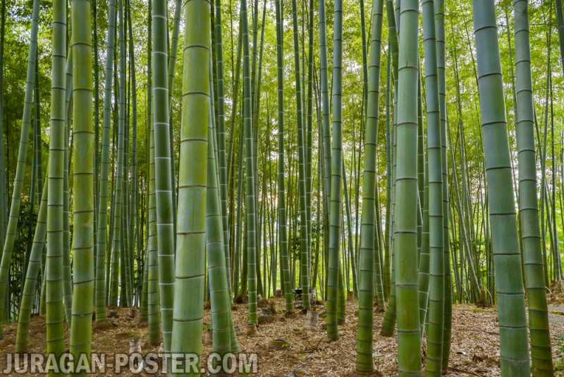 Bamboo – Jual Poster di Juragan Poster