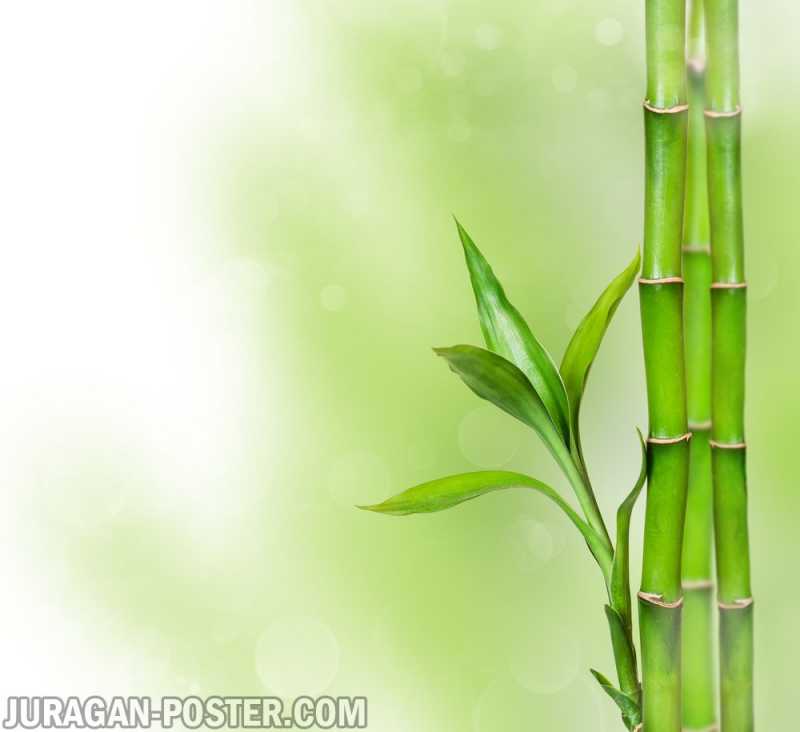 Bamboo – Jual Poster di Juragan Poster