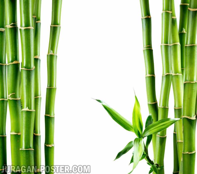 Bamboo – Jual Poster di Juragan Poster