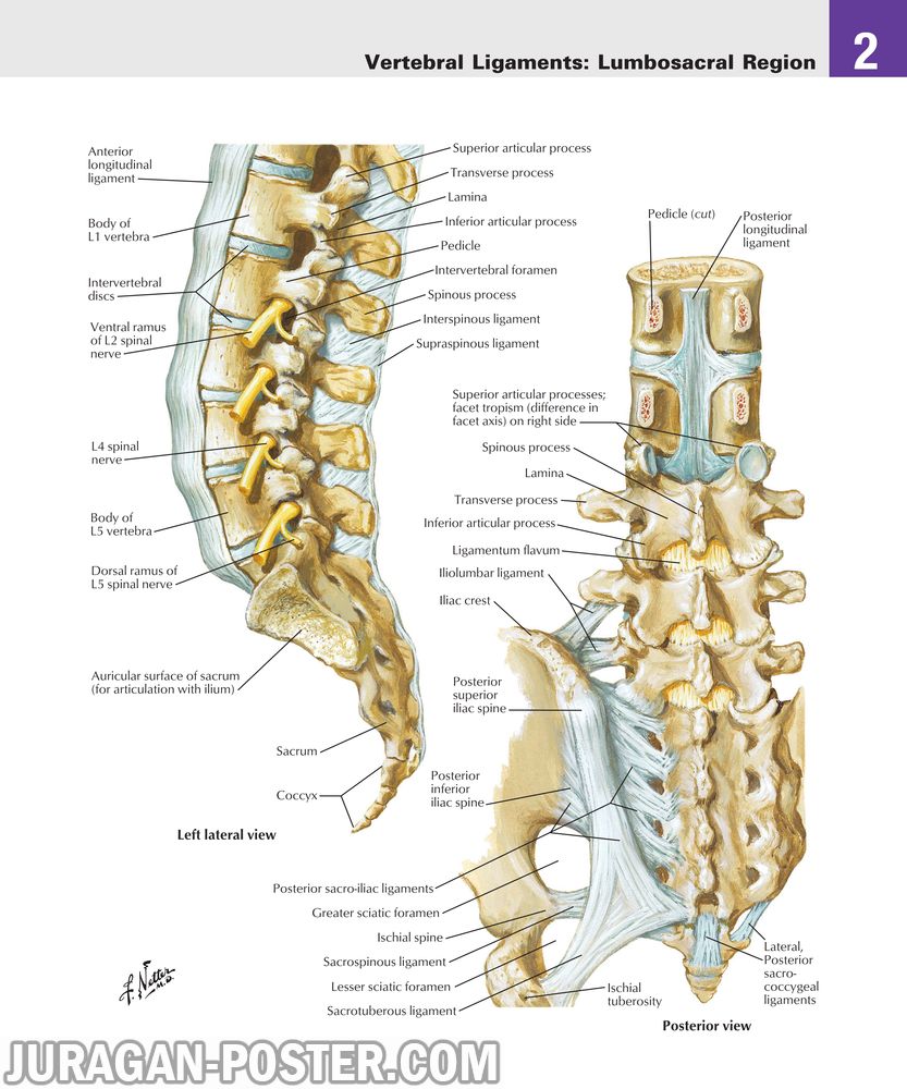 02 Back and Spinal Cord – Jual Poster di Juragan Poster