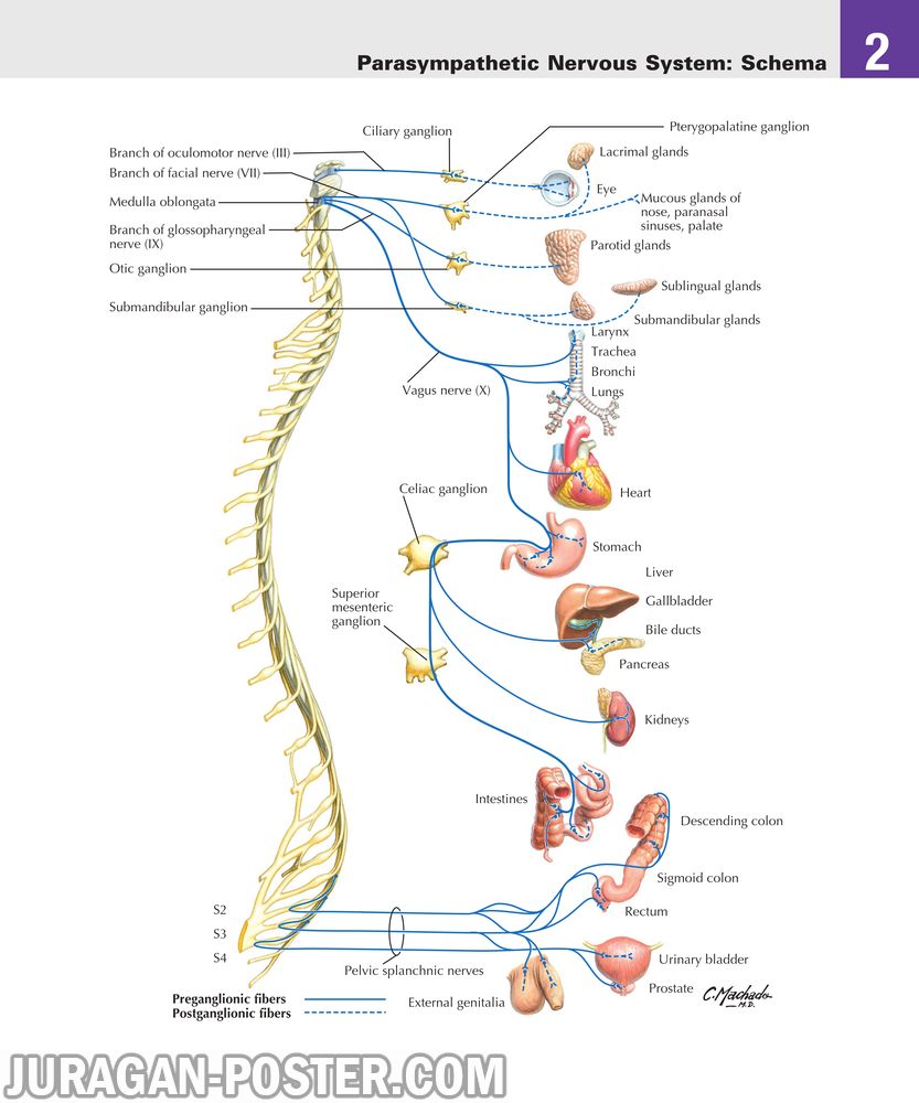 02 Back and Spinal Cord – Jual Poster di Juragan Poster