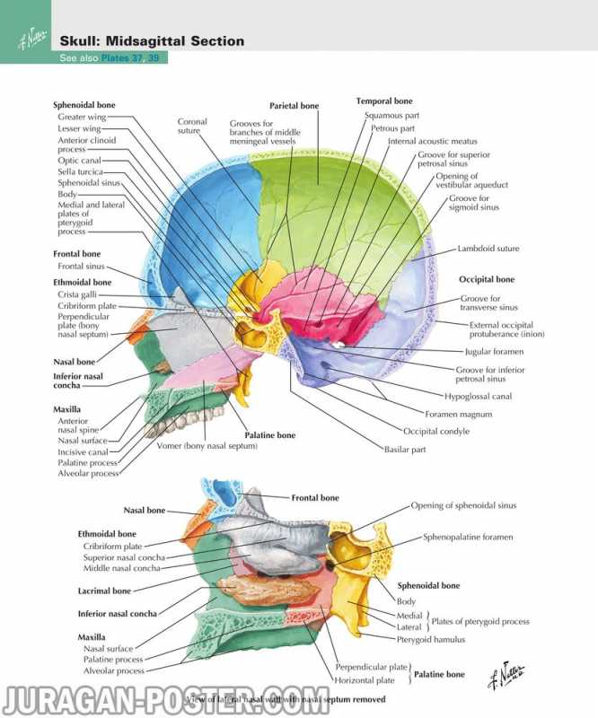 01 Head and Neck 01 – Jual Poster di Juragan Poster