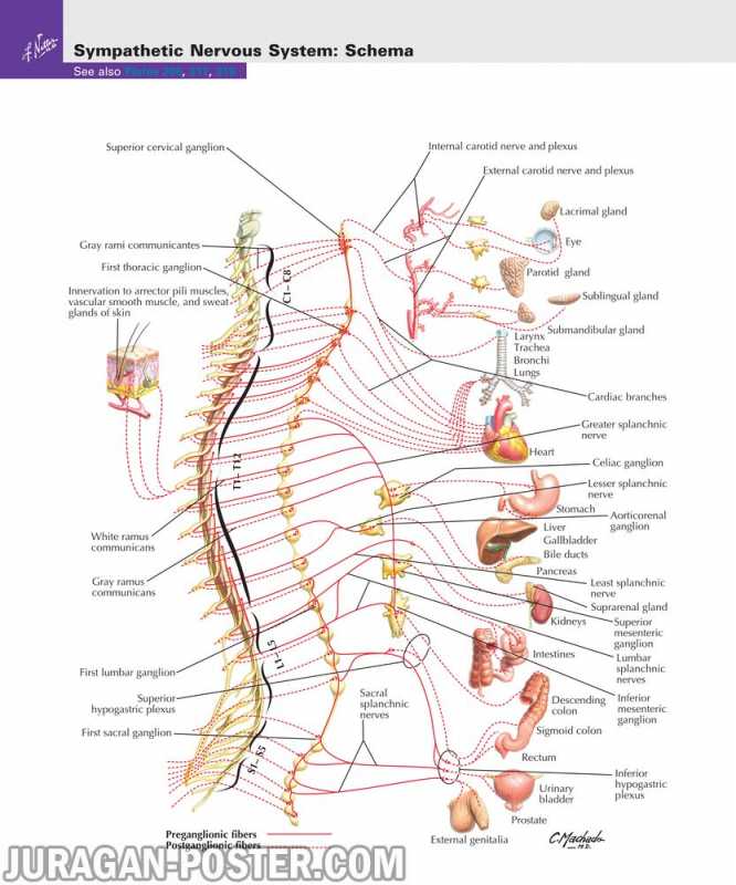 02 Back and Spinal Cord – Jual Poster di Juragan Poster