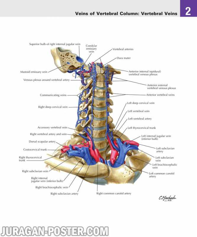 02 Back and Spinal Cord – Jual Poster di Juragan Poster