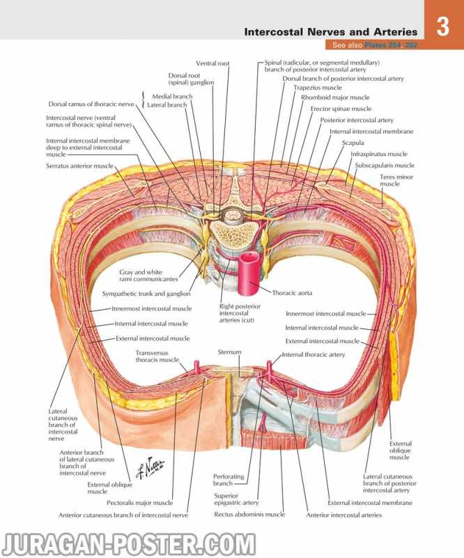 03 Thorax – Jual Poster di Juragan Poster