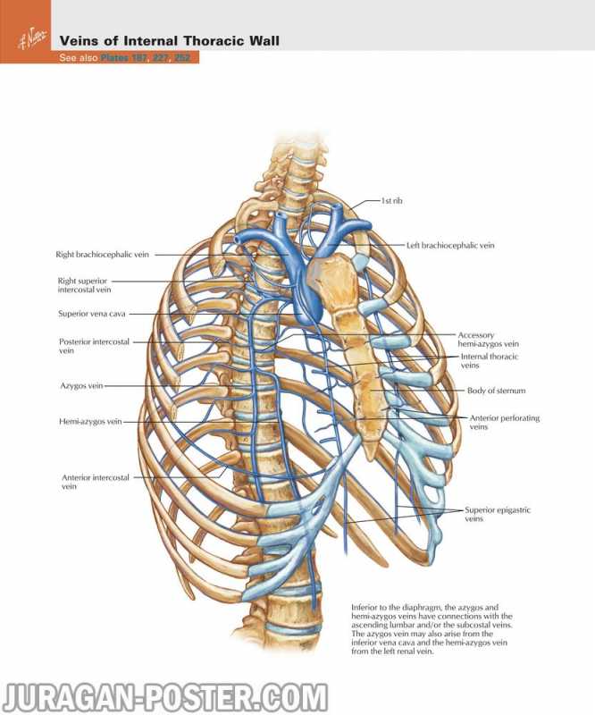 03 Thorax – Jual Poster di Juragan Poster