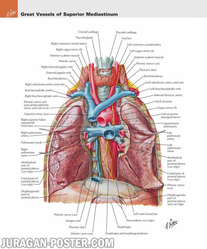 03 Thorax – Jual Poster di Juragan Poster