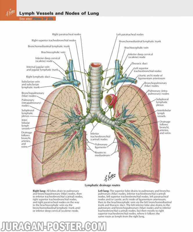 03 Thorax – Jual Poster di Juragan Poster