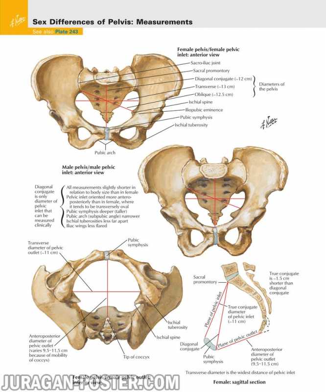 05 Pelvis and Perineum – Jual Poster di Juragan Poster