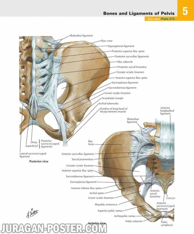 05 Pelvis and Perineum – Jual Poster di Juragan Poster