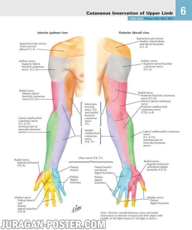 06 Upper Limb – Jual Poster di Juragan Poster