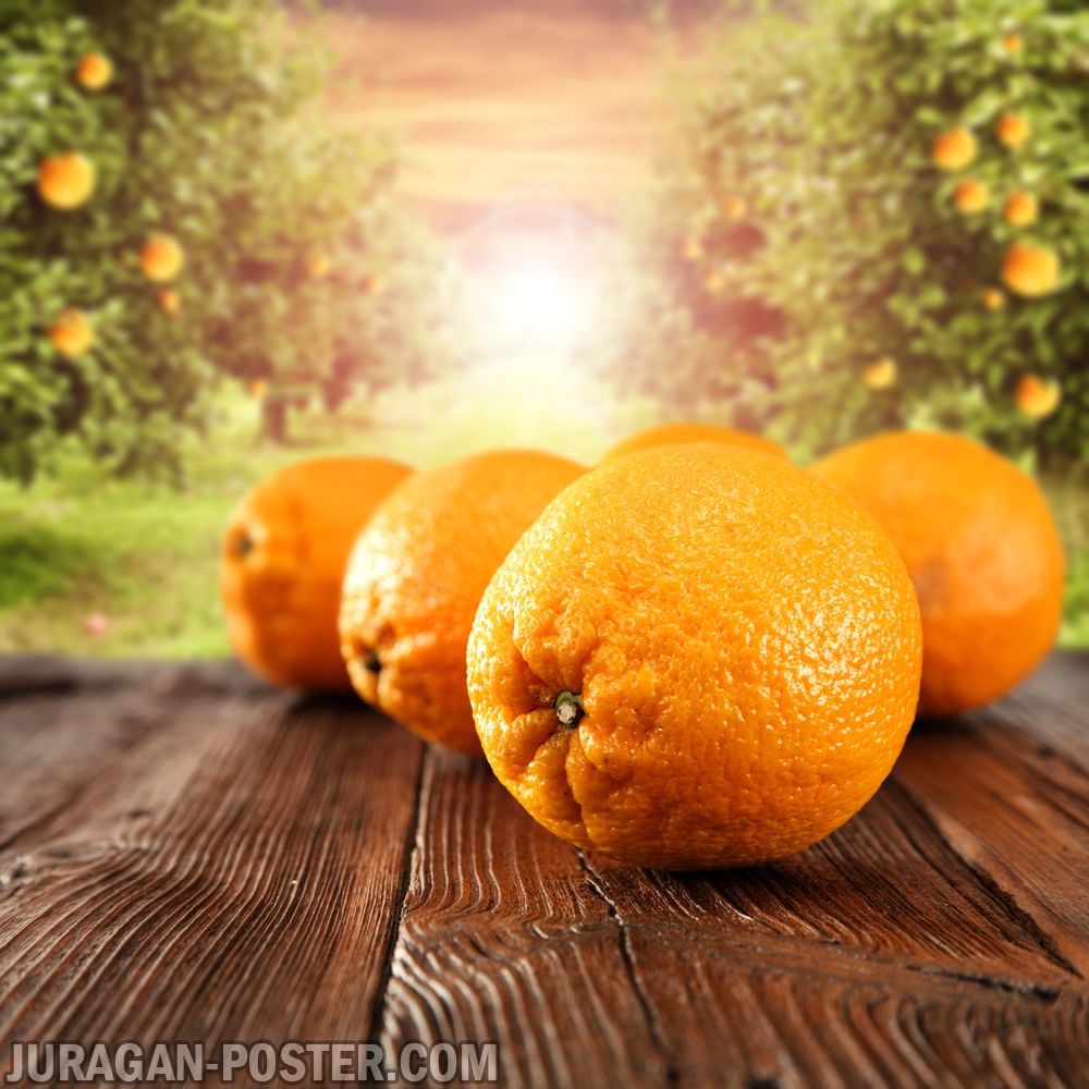 jual poster gambar buah Oranges / Jeruk