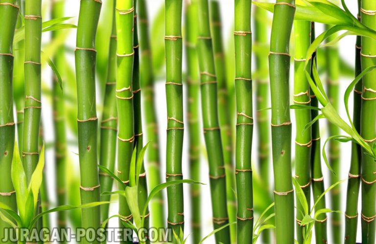 bamboo_nature_019