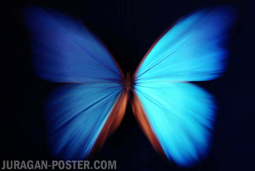 Butterflies – Jual Poster di Juragan Poster