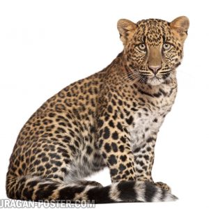 Jual poster gambar binatang Cheetah
