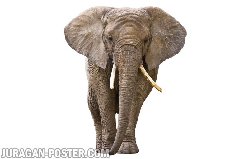 Jual poster gambar binatang gajah
