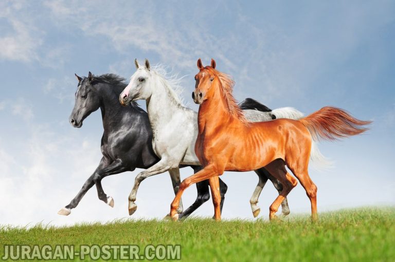 Jual poster gambar kuda