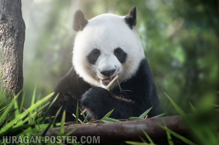 jual poster gambar beruang panda lucu